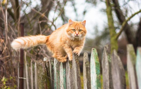 Pisică pe gard