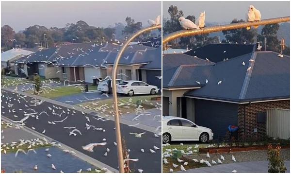 Un videoclip care arată mii de păsări care invadează o stradă suburbană liniștită a devenit viral pe TikTok