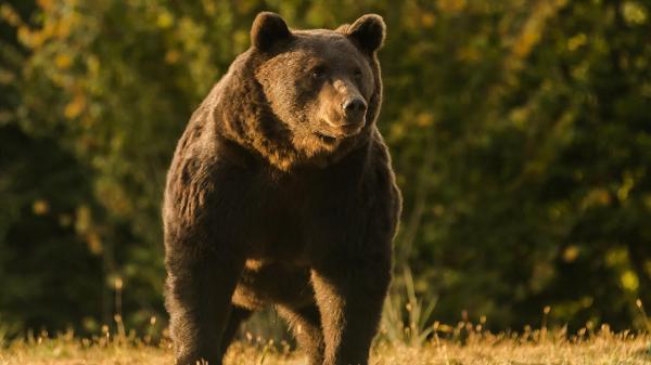 Ministrul Mediului, după finalizarea verificărilor despre ursul Arthur: A fost vânat legal. Există urşi mai mari ca el în România