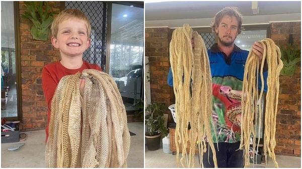 O familie a găsit în jur de 50 de straturi de piele de şarpe