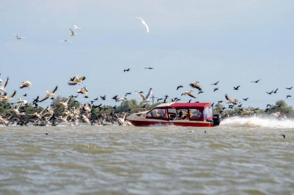 Un barcagiu a intrat cu viteză într-o colonie de pelicani, în Delta Dunării