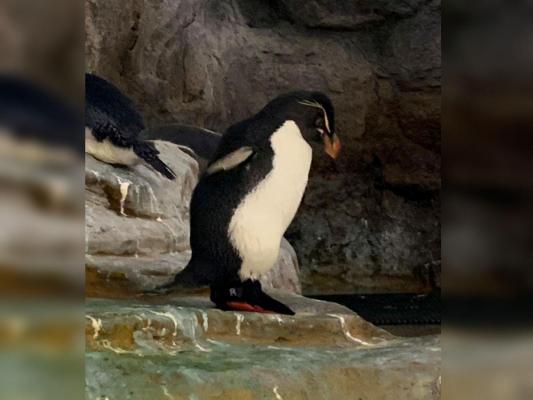 Motivul pentru care un pinguin a apărut încălțat la o grădină zoologică din SUA