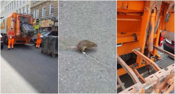 Zeci de șobolani filmați cum sar din camioanele cu gunoi și fug în toate direcțiile, pe o stradă din Viena: "Ești prost? Nu am mai văzut așa ceva!"
