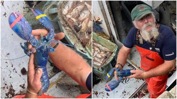 Un pescar norocos a prins un homar albastru, extrem de rar, şansele fiind de unu la două milioane, în SUA