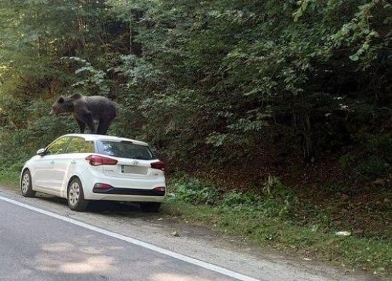 Un urs s-a urcat pe o maşină, pe un traseu din Munţii Făgăraş