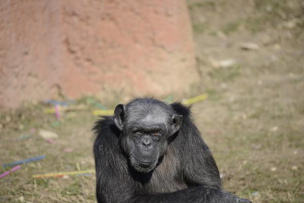 Judy, cea mai bătrână femelă cimpanzeu din Europa, a murit la 49 de ani.