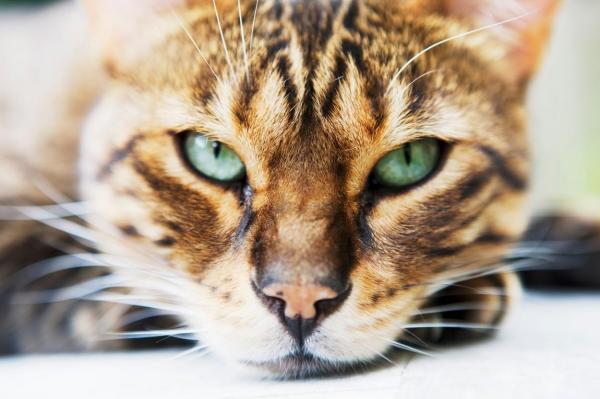 Sute de pisici au murit după ce au suferit de o boală misterioasă, legată se pare de mâncarea toxică, în Marea Britanie