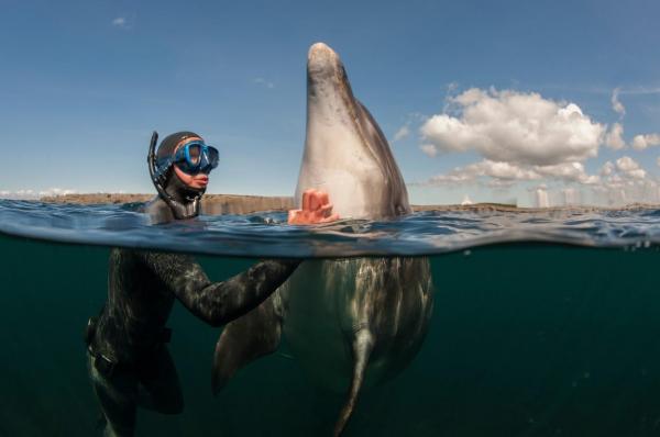 Cazul ciudat al delfinului Peter: s-a sinucis după ce a fost separat de instructorul său. Totul a făcut parte dintr-un experiment al NASA
