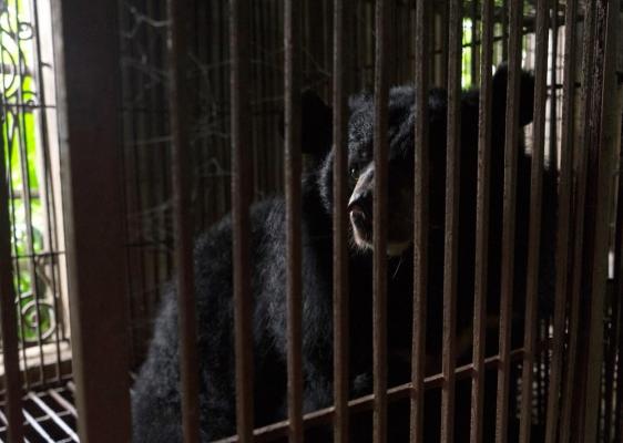 Ursoaica ținută captivă într-o cușcă