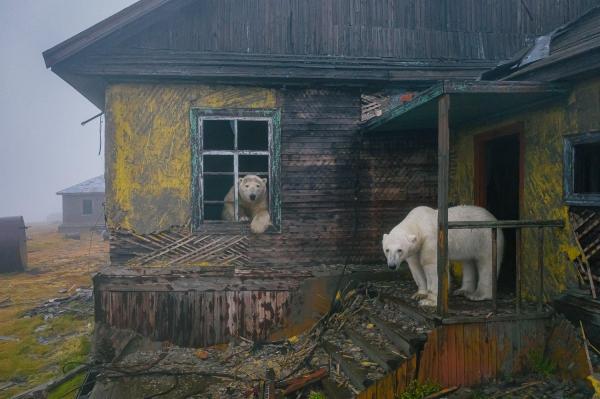 Urșii polari au pus stăpânire pe o cabană abandonată