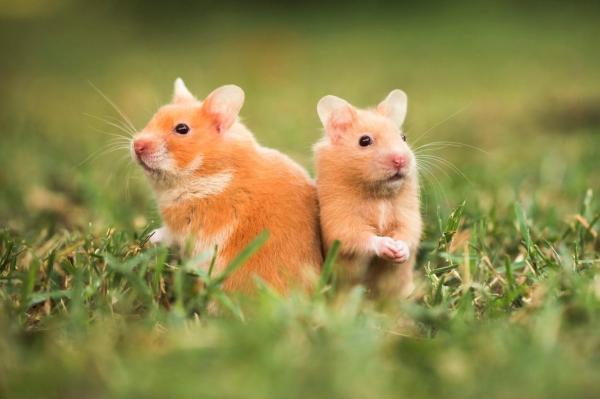 2.000 de hamsteri, sacrificaţi după depistarea unor cazuri de COVID-19 într-un magazin de animale