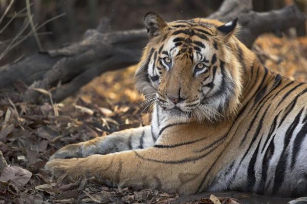 "Conflict Tiger", un tigru care ar fi ucis 13 persoane în India, a fost capturat. Săptămâna trecută, indienii au împuşcat un alt animal care a omorât 9 oameni