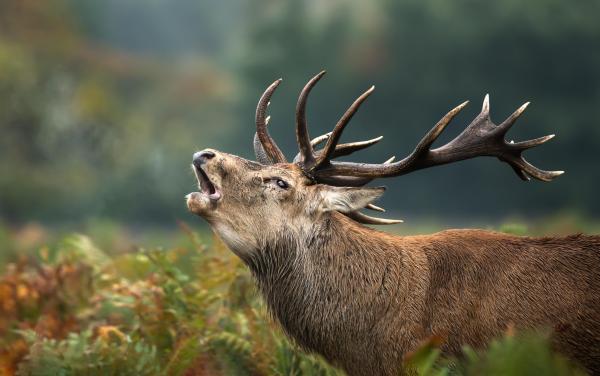 Un vânător a fost ucis de un cerb în timpul unei partide de vânătoare, în Franţa. Animalul care l-a împuns cântărea între 150 şi 200 de kilograme