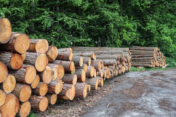 România printre țările cu cea mai mare producție de lemn de foc din UE - Eurostat. Într-un singur an țara noastră a exploatat 6,4 milioane metri cubi