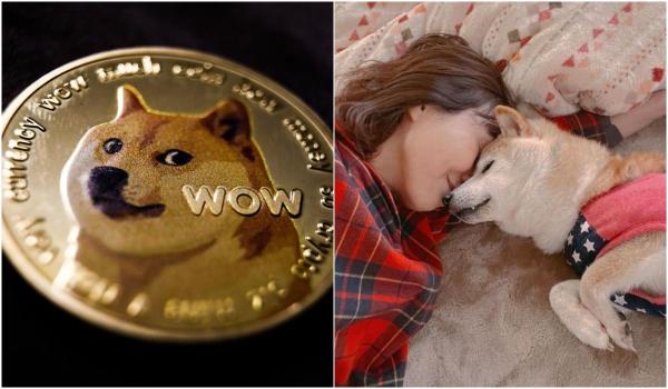 Câinele care a inspirat celebrul meme "Doge" este grav bolnav. Kabosu a fost diagnosticat cu leucemie