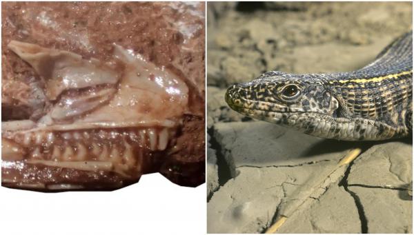 Cel mai vechi strămoş cunoscut al şopârlei moderne, găsit într-un dulap uitat de lume. A trăit în urmă cu mai bine de 200 de milioane de ani
