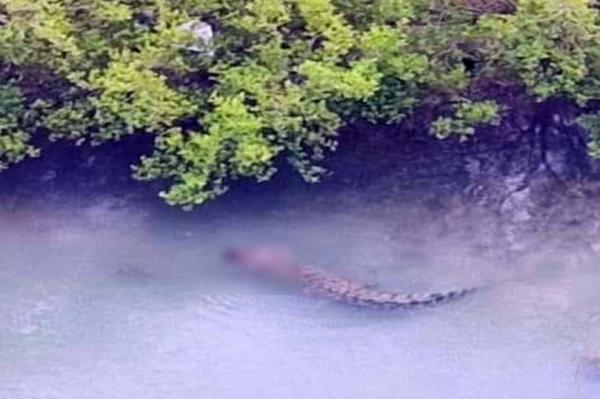 Bebeluş înghiţit de viu de un crocodil, după ce a fost smuls din barca tatălui său, în Malaezia. Bărbatul s-a luptat ca să îşi salveze copilul, dar fără succes