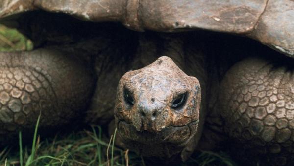 Jonathan, cea mai bătrână broască țestoasă din lume