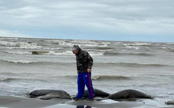 2.500 de foci caspice, găsite moarte în sudul Rusiei. Poluarea masivă ar putea fi una dintre cauzele dezastrului