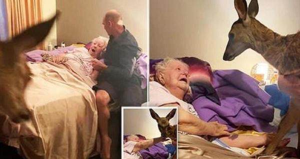 Momentul emoționant în care o australiancă aflată pe patul de moarte primeşte vizita unui pui de căprioară