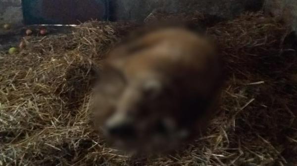 Ursoaica Masha a murit. A fost adusă în urmă cu 3 săptămâni din Ucraina pentru a fi salvată din calea războiului