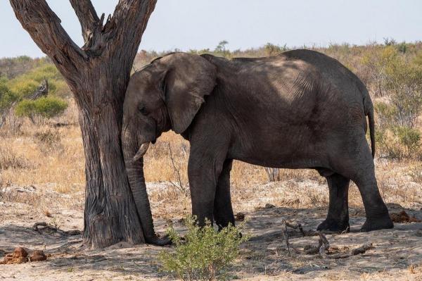 Un tribunal din SUA analizează cererea de acordare a statutului de persoană unui elefant de la ZOO. Cum este posibil