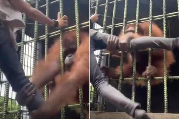 Un vizitator era să plece cu piciorul făcut bucăţi, după ce un urangutan l-a atacat printre gratii, la Grădina Zoologică din Indonezia