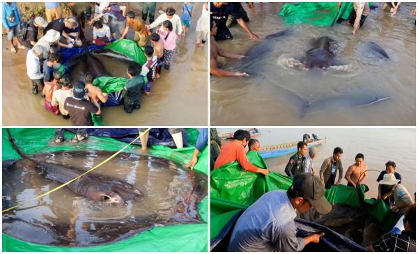 Un pește uriaș, de 300 de kilograme, a fost pescuit în fluviul Mekong din Cambodgia.
