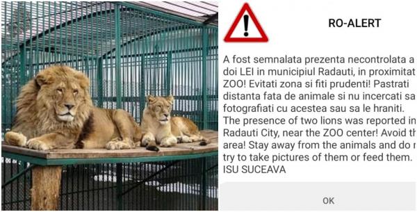 Mesaj Ro-Alert în Suceava, după ce doi lei au scăpat din cușcă la Zoo Rădăuți. Animalele au fost prinse și tranchilizate