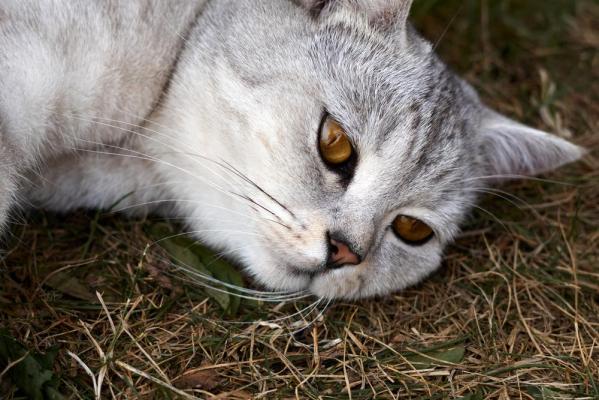 Alertă printre produsele alimentare pentru pisici, după ce mai multe animale s-au infectat sau au murit după ce le-au consumat