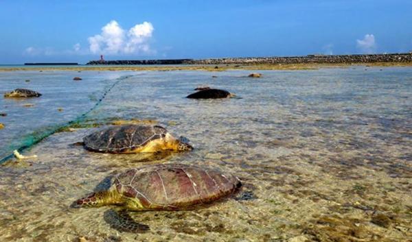 Zeci de ţestoase marine au fost găsite cu gâtul tăiat pe o plajă din Japonia. Mareea joasă a scos la iveală cadavrele
