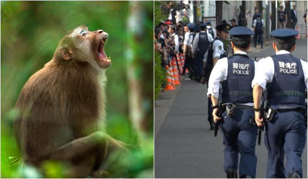 O maimuță a atacat mai mulți copii în Japonia. Animalul, vânat de polițiști, a invadat o grădiniță și mai multe locuințe