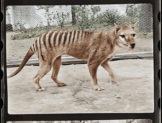 Oamenii de ştiinţă vor să "reînvie" tigrul tasmanian: "În 10 ani am putea avea primul pui"