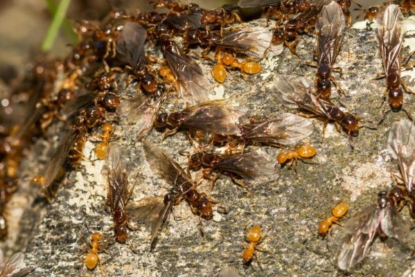 Alertă în India, din cauza invaziei de furnici nebune galbene care împrăștie acid formic