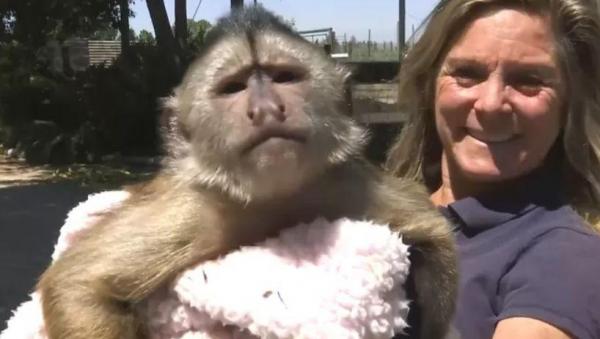 Polițiștii au dat năvală la ZOO, după ce o maimuță a sunat din greșeală la numărul de urgență de pe telefonul mobil al managerului, în SUA