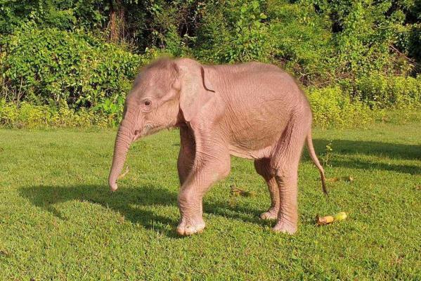Nașterea unui elefant alb a stârnit controverse în Myanmar, țară aruncată în haos de la lovitura de stat din 2021: Sunt daltonist sau mi se pare doar gri?