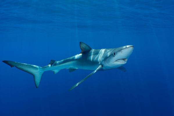 Un nou atac al rechinilor. Un turist a fost muşcat de picior, în Cornwall