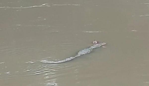 Momentul înspăimântător în care corpul unui bărbat este târât de către un crocodil, de-a lungul unui râu din India