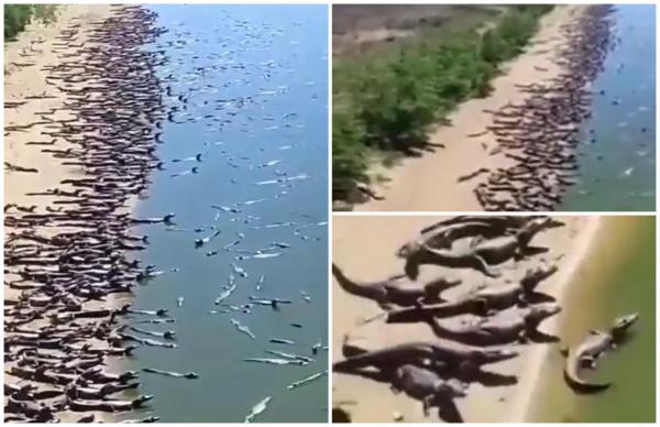 Imagini virale cu o puzderie de caimani, în Brazilia