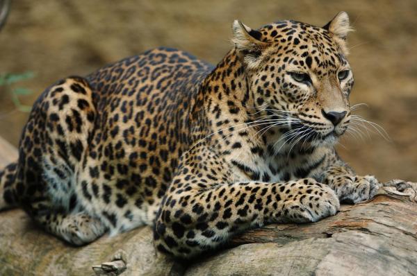 Un scandal politic uriaş a izbucnit în India din pricina unui leopard. O armată de oameni caută animalul cu drone, de aproape o lună