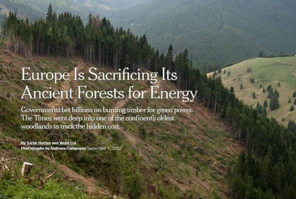 Reacţia Romsilva după reportajul NYT despre defrişările de arbori seculari pentru a fabrica peleţi: Sunt copaci doborâţi de vânt