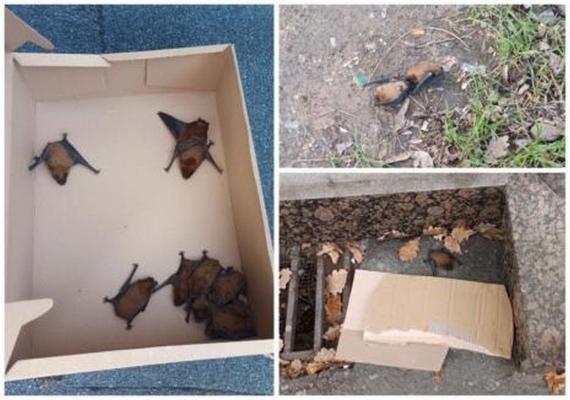 Fenomen bizar în Oradea: Zeci de lilieci găsiți morți pe trotuarele din oraș