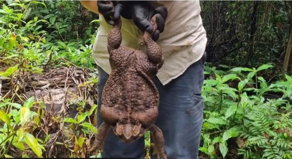 "Toadzilla", broasca râioasă gigant descoperită în Australia. Specialiştii au crezut prima dată că e o glumă