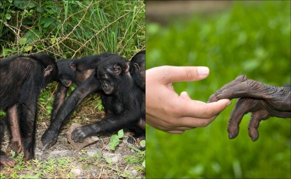 Un studiu din UK a reușit să înțeleagă gesturile pe care cimpanzeii le folosesc pentru a comunica între ei. Cum flirteză primatele
