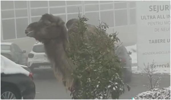 Apariţie inedită pe străzile din Cluj-Napoca: O cămilă a fost filmată în timp ce lua prânzul, înconjurată de zăpadă şi maşini