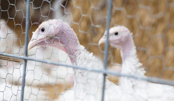 Alertă de gripă aviară la Codlea