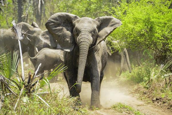 Maşină călcată în picioare de o turmă de elefanţi, după ce autoturismul a lovit un pui