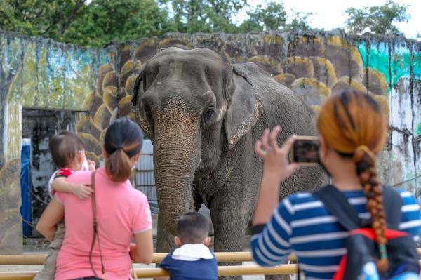 Mali, singurul elefant din Filipine, a murit la Zoo Manila