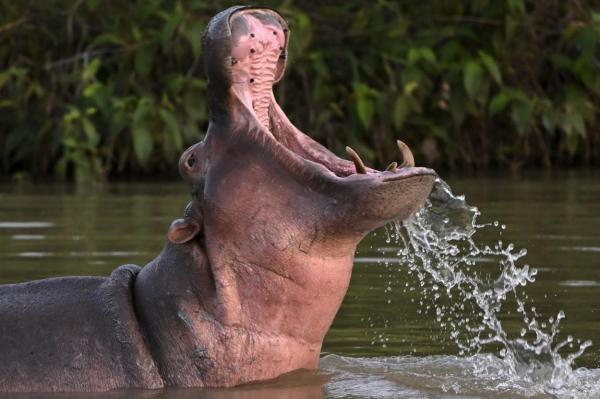 Soarta hipopotamilor lui Pablo Escobar a fost decisă