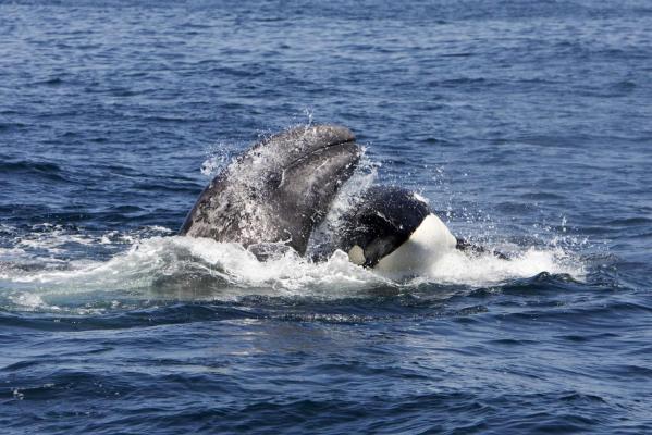 Mai multe balene ucigaşe au scufundat un yacht în Strâmtoarea Gibraltar. Cercetătorii spun că motivul atacului e ieşit din comun